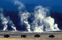 Line of Bison {Bison bison} geysers steaming, Yellowstone National Park, USA.