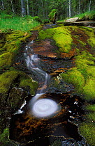 Stream running through boreal rainforest, Nord-Trondelag, Norway.