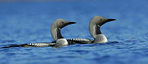 Black throated diver pair {Gavia arctica} swimming together, Norway.
