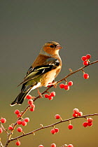 Chaffinch {Fringilla coelebs} male perched on Cotoneaster branch, Scotland.
