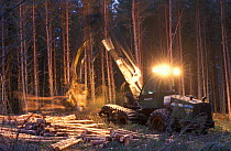 Forest harvesting machine felling Scots pines {Pinus sylvestris} at night, UK.