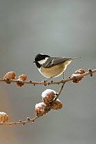 Coal Tit {Periparus ater} perched on winter larch in pine forest, Cairngorms, Scotland, UK.