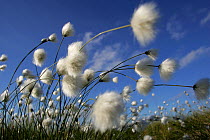 RF- Cotton Grass (Eriophorum angustifolium) blowing in wind against blue sky, Norway. (This image may be licensed either as rights managed or royalty free.)