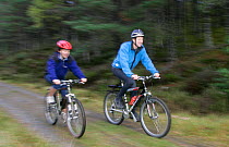 Two mountain bikers cycling along forest track in Scotland, UK.