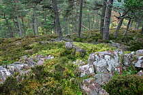 Ancient Scots pine forest Glenfeshie, Cairngorms National Park, Scotland, UK.
