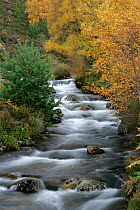 Mountain stream running through woodland, autumn, Cairngorms National Park, Scotland.