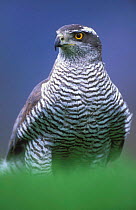 Northern Goshawk {Accipiter gentilis} male close-up, Scotland.