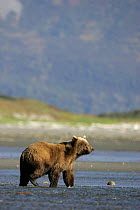 Grizzly / Brown bear {Ursus arctos} looking out over tidal creeks in Alaska.