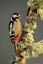 Great spotted woodpecker {Dendrocopus major} perched, Cairngorms, UK.