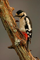 Great spotted woodpecker {Dendrocopus major} hammering out rotten alder branch, UK.