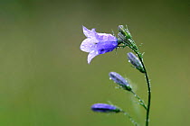Harebell {Campanula rotundifolia} flower Cairngorms, Scotland.
