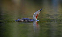 Red throated diver / loon {Gavia stellata} shaking after diving for fish, Scotland.