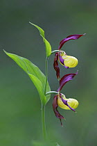 Yellow lady's slipper orchid {Cypripedium calceolus} Norway.