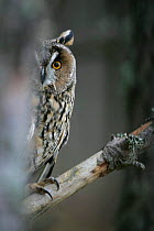Long eared owl {Asio otus} peering around pine trunk, Scotland, UK. Cairngorms NP.