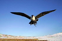 Long tailed skua {Stercorarius longicaudus} in flight, Borgefjell NP. Sweden.
