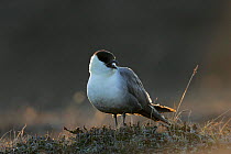 Portrait Long tailed skua {Stercorarius longicaudus} Borgefjell NP. Sweden.
