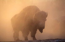Bison {Bison bison} bull silhouetted in dawn mist, Yellowstone National Park, USA.