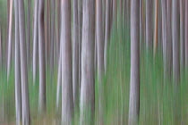 Abstract of native pine forest, Cairngorms National Park, Scotland, UK.