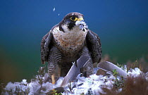 Peregrine Falcon {Falco peregrinus} feeding on pigeon, Cairngorms, Scotland, UK.