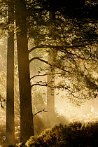 Pine forest backlit in dawn mist, Cairngorms National Park, Scotland, UK.