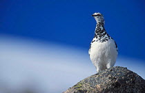 Rock Ptarmigan {Lagopus mutus} male in late winter plumage, Cairngorms National Park, Scotland.