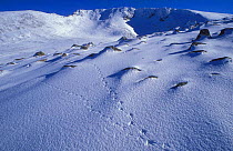 Rock Ptarmigan {Lagopus mutus} tracks leading into Grampian Mountains, Scotland.