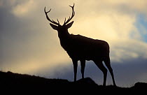 RF- Red deer (Cervus elaphus) stag silhouetted at dusk, Cairngorms National Park, Scotland. (This image may be licensed either as rights managed or royalty free.)