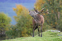 Red deer {Cervus elaphus} stag roaring during rut, Cairngorms National Park, Scotland.
