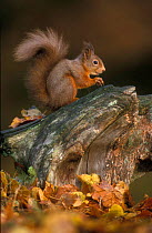 Red squirrel {Sciurus vulgaris} autumn, Cairngorms National Park, Scotland.