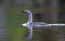 Red throated diver / loon {Gavia stellata} in forest pool, Nord-Trondelag, Norway.