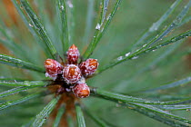 Close-up of Scots pine buds and needles {Pinus sylvestris}, Scotland, UK.