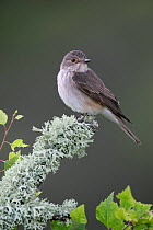 Spotted flycatcher {Muscicapa striata} in spring, Cairngorms, Scotland.