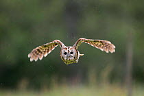 Tawny Owl {Strix aluco} in flight in light rain, Cairngorms Scotland, UK. Captive.