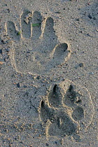 Footprint of Grey wolf {Canis lupus} alongside human hand print, Katmai, Alaska.