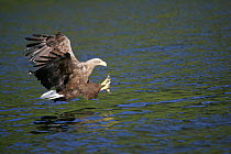 White tailed sea eagle {Haliaeetus albicilla} swooping to catch fish, Norway.