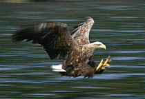 White tailed sea eagle {Haliaeetus albicilla} adult swooping to catch fish, Norway.