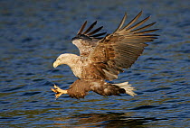RF- White tailed sea eagle (Haliaeetus albicilla) adult swooping to catch fish, Norway. (This image may be licensed either as rights managed or royalty free.)