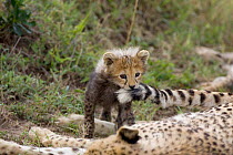 8-week Cheetah cub {Acinonyx jubatus} playing with mothers tail, Masai Mara, Kenya.