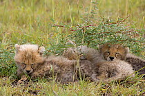 Three 8-week Cheetah cubs {Acinonyx jubatus} asleep under Acacia bush, Masai Mara, Kenya