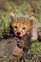 Portrait Cheetah {Acinonyx jubatus} 8-week cub with bloody face, Masai Mara, Kenya.