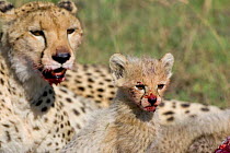 Cheetah {Acinonyx jubatus} mother & 8 week cub with bloody faces, Masai Mara, Kenya.
