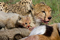 Cheetah mother & 8 week old cub with bloody faces, Masai Mara Reserve, Kenya.