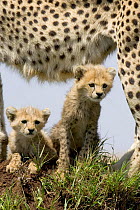 8 week Cheetah {Acinonyx jubatus} cubs framed by mother's legs, Masai Mara, Kenya.