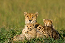 Cheetah {Acinonyx jubatus} mother with 8-week cub resting, Masai Mara, Kenya.