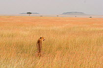 Cheetah {Acinonyx jubatus} female sitting in open savanna, Masai Mara, Kenya.