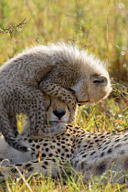 Cheetah {Acinonyx jubatus} mother with 8-week cub climbing on her head, Masai Mara, Kenya.