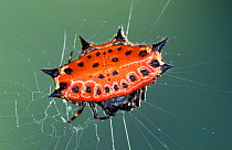 Spinybacked orbweaver spider, red colour morph, Costa Rica {Gasteracantha cancriformis}