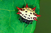 Spinybacked orbweaver spider, white colour morph, Florida, USA {Gasteracantha cancriformis}