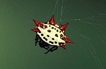 Spinybacked orbweaver spider, white colour morph, Florida, USA {Gasteracantha cancriformis}