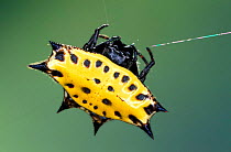 Spinybacked orbweaver spider, yellow colour morph, Costa Rica {Gasteracantha cancriformis}